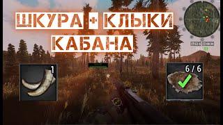 Квест "Шкуры кабана" + сбор клыков для следующего квеста Will to live online