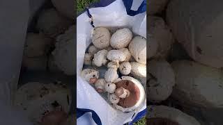 Дикие шампиньоны. Астраханская грибалка.