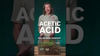 This Bug Sprays Acid for Defense!