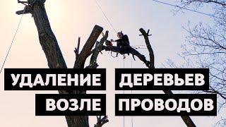 Спил деревьев по частям возле проводов над забором из навесом |Удаление деревьев Киев.