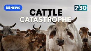 Cattle industry devastated after closure of abattoir amid animal welfare concerns | 7.30