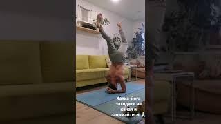 Хатха-йога #йога #йогаонлайн #медитация #пранаяма #yoga #yogaonline #meditacion