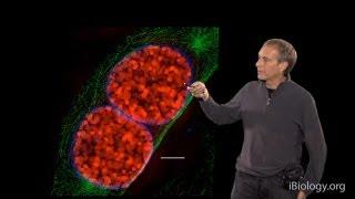 Microscopy: Super-Resolution: Structured Illumination Microscopy (SIM) (David Agard)