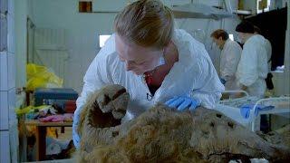 A Woolly Mammoth Autopsy Turns Frantic