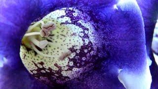 Gloxinia / Sinningia In Flower & Winter Rest