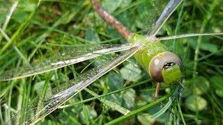 Giant Dragonfly Close Up | Never Seen One Like This [Green Darner]