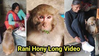 Rani hony With faimly long video ।। Monkey Rani funny video ।। Hony funny video