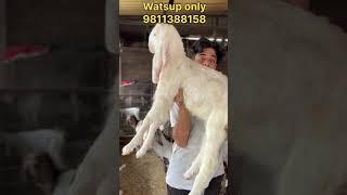 Patira Sojat cross || full qwality male kids || at shahid goat farm Delhi || watsup only||9811388158