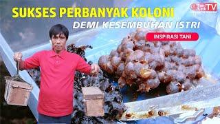 Awalnya Ternak Lebah Klanceng Untuk Konsumsi Sendiri,Berkembang Jadi Ratusan Stup Jadi Ladang Rezeki