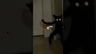 Skinwalker disguised as a Cat  #short