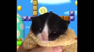 Chinese guy yelling at kitten but its super mario music