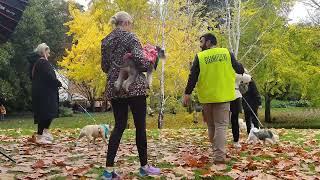 RSPCA Million Paws Walk 2023 Timelapse