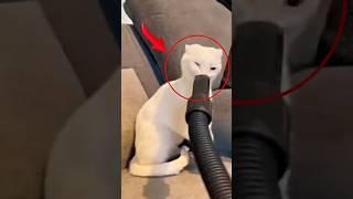 Top 5 Hilarious Cat Fails – Instant Regret Edition #animals #cat #shorts #funny