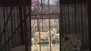 ВОТ ЭТО ШОК! Даниэла "ЛЕЗЕТ через ЗАБОР"! ТАК  ЗАЛЕЗТЬ в Тайган МОЖЕТ КАЖДЫЙ? ЛЬВЫ #animals #lions