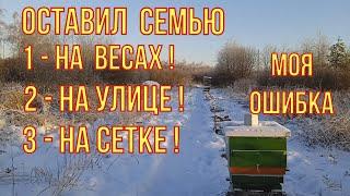 Уличная зимовка на сетке. Эксперимент по расходу корма. Моя ошибка. Пришёл пасечный манипулятор.