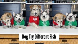 Dogs Try Different Fish