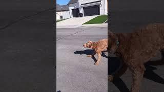 Stun Gun demo with loose dog