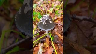 Красивый и опасный Навозник смолистый  дятловый. Coprinopsis picacea. Agaricus. Mushrooms 