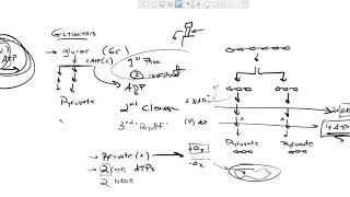 BioShorts:  Glycolysis