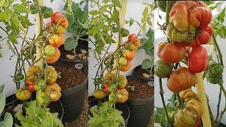 TOMATES: 5 DICAS INFALÍVEIS PARA TER SUCESSO - VIDA VERDE SISTEMAS SUSTENTÁVEIS