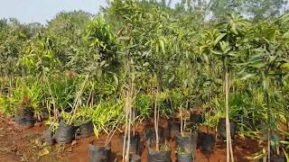 Forest Trees, Garden Center, Wholesale Plant Nursery in Pune