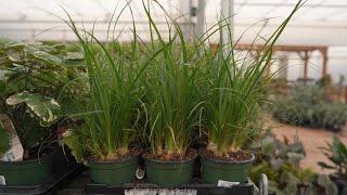 Ponytail palm @ greengate Garden Centres