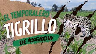 MAIZ ASGROW TIGRILLO ( EL TEMPORALERO)