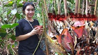 Gadis Dayak || Kehidupan Suku Dayak di Hutan Kalimantan, Masak Kecombrang & Pakis