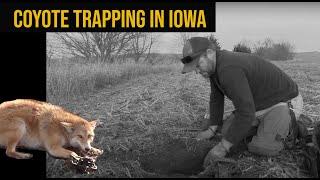 COYOTE TRAPPING IN IOWA  |  ADVANTAGE WHITETAIL