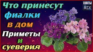 Фиалки в доме Народные приметы и суеверия про фиалки Вот что могут принести эти цветы в ваш дом