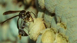 Wasp Builds Unique Nest for Her Young | Trials Of Life | BBC Earth