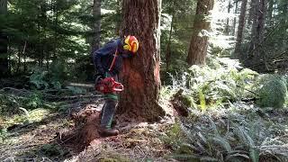 Conventional cut Douglas Fir 1 of 3