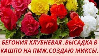 Высаживаю Бегонию в кашпо на постоянное место. Миксы из бегоний.Состав грунта для бегонии .Удобрения