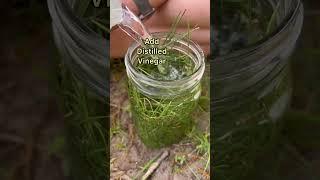 DIY Cleaning Spray with Pine needles | Chemical-Free | creative explained