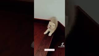 dogs and cat funny video