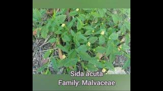 Common plants... Sida acuta ( কুরেটা, বেড়েলা) ।। Family : Malvaceae