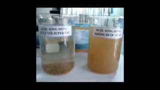 Phỏng Vấn Quá Trình Nuôi Tôm Bằng Chế Phẩm Sinh Học