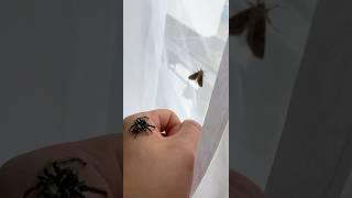 1..2..3..JUMP! Giant jumping spider pet hunting 跳蛛