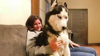 Normal Dogs vs Huskies Funny Animals Videos 2024