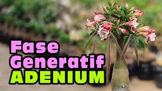 How to Take Care of Adenium Plants in the Generative Phase. Flowering & Fruiting. Desert Rose Bonsai