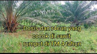 Ini racun yang cocok di sawit TM,rumput lunak