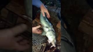 Pescaron un esturion en el río Uruguay