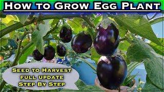 Best & Easy Method to Grow Brinjal Plants on your Terrace Garden (From Seeds to Harvest)