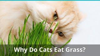 Mystery Solved? Why Cats Eat Grass, Leaves, And Plants | Is It OK For Cats To Eat Grass