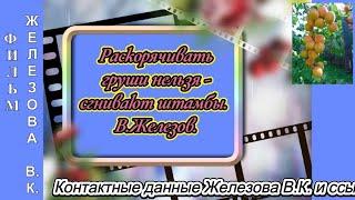 Раскорячивать груши нельзя - сгнивают штамбы.  В. Железов.