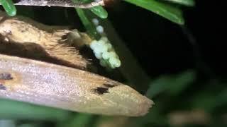 Noctua pronuba laying eggs on Caucasian Spruce part 1