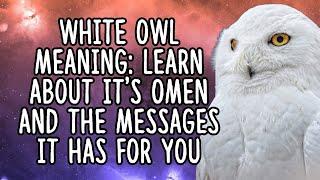 White Owl Meaning | Owl Spirit Animal