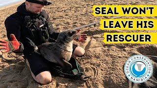 Seal Won't Leave His Rescuer!