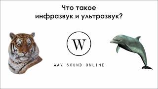 Что такое инфразвук и ультразвук? / Просто о сложном