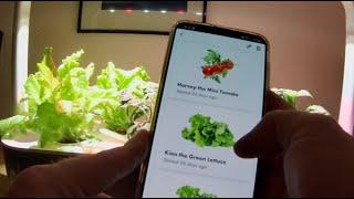 ️ SmartGardening mit Smart Garden 9 von Emsa -  nach 106 Tage  - Teil3 